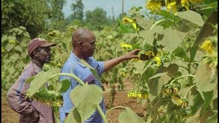 Farming with Conservation Agriculture in Kenya [upl. by Etteuqram]