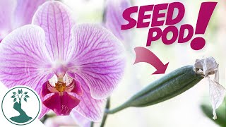 How To Hand Pollinate Phalaenopsis Orchids  Growing Orchids From Seeds at Home [upl. by Ztnarf18]