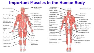 The Muscular System [upl. by Xuaegram259]