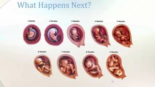 From Conception to Child Birth [upl. by Assirhc]