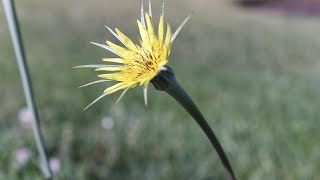 SALSIFY Tragopogon dubius [upl. by Merlina858]