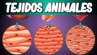 TEJIDOS ANIMALES Biología desde Cero [upl. by Ettenad327]