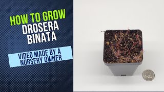 How To Grow Drosera Binata Carnivorous Plant Grow Guide OLD [upl. by Colston]