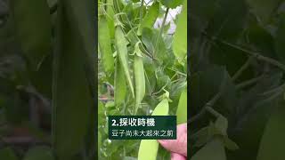 荷蘭豆種植技巧分享 [upl. by Farlee]