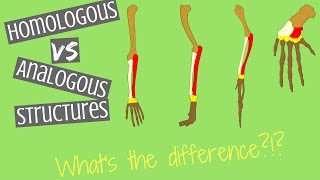 Homologous Structures vs Analogous Structures  Key Differences [upl. by Lewak726]