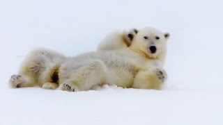 Top 5 Silliest Animal Moments  BBC Earth [upl. by Akyssej]