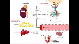 Specific Hormones  Functions of Cortisol [upl. by Pillow]