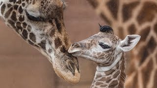 Baby Giraffes Run and Play [upl. by Enahsal]