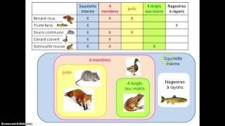 capsule groupes emboites [upl. by Talya]