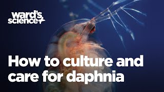 Caring and Culturing for Daphnia [upl. by Atelokin585]