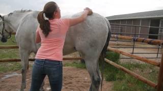 How to Bathe Your Horse [upl. by Ibob]