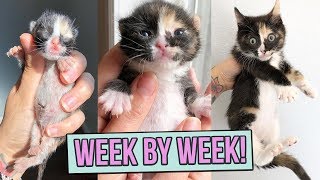 Learn How Baby Kittens Grow 08 Weeks [upl. by Einnad]