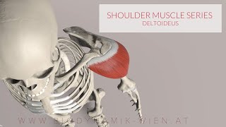 Deltoid Muscle Shoulder Muscle Series 13 3D Animation [upl. by Jud189]