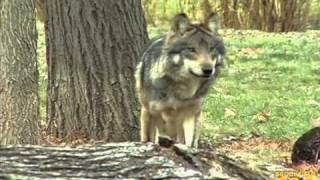 New Mexican Gray Wolf Pack at Brookfield Zoo [upl. by Ethyl]