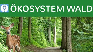 Ökosystem Wald  Entwicklungsstadien Baumarten Vegetationszonen Stockwerke  Ökosysteme 6 [upl. by Duky]