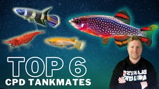 Top 6 Tankmates for Celestial Pearl Danios  Galaxy Rasboras [upl. by Madi]