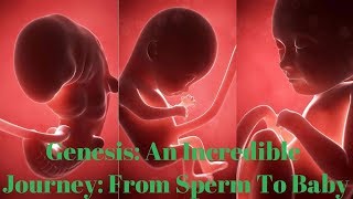 Genesis An Incredible Journey from Sperm To Baby [upl. by Lenod434]