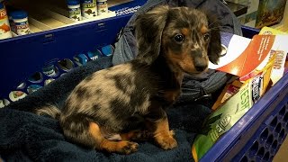 Turbo Tobys First Trip to PetSmart Miniature Dachshund [upl. by Garate235]