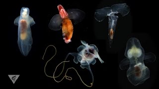 Pteropods Swimming snails of the sea [upl. by Won]