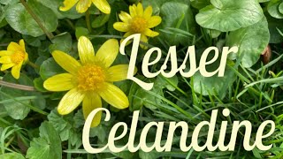 Lesser Celandine All Kinds of Trouble [upl. by Ramsay]