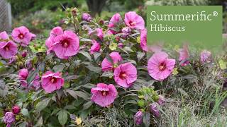 Hibiscus Production Tips  Walters Gardens [upl. by Fernanda899]