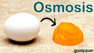 Eggs and Osmosis  A Fun Science Experiment [upl. by Seka]