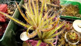 Drosera regia  The King Sundew Carnivorous Plant [upl. by Yrrok]