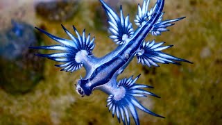 O Dragão Azul GlaucusAtlanticus [upl. by Anomas871]