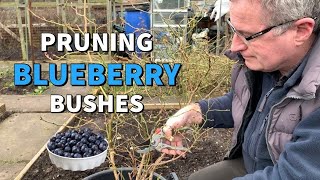 How do I prune a Blueberry bush [upl. by Airrat]