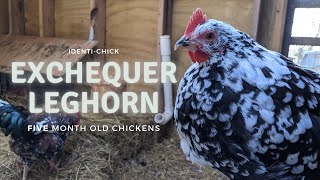 Exchequer Leghorn 5Month Old Chickens [upl. by Camala]