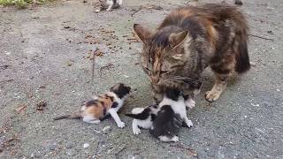 Baby kittens meowing very loudly for mom cat [upl. by Zephan]