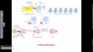 T cell activation [upl. by Dorn]