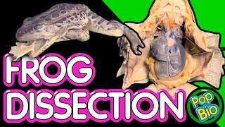 Frog Dissection Anatomy and Function [upl. by Stroud519]