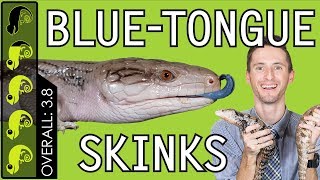 BlueTongued Skink The Best Pet Lizard [upl. by Zeralda]