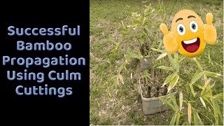 Successful Bamboo Propagation Using Culm Cuttings [upl. by Wenona168]