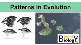 Patterns in Evolution updated [upl. by Zhang]