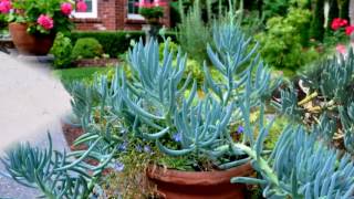 Senecio Mandraliscae Succulens Plant [upl. by Odo]