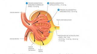 PRESION NETA DE FILTRACION PNF [upl. by Atneuqal]