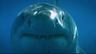 Blue Water White Shark Guadalupe 2008 [upl. by Shaver]