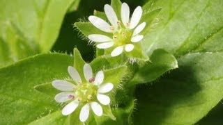 Chickweed  How To Identify This Tasty Wild Food  Stellaria media [upl. by Seilenna552]