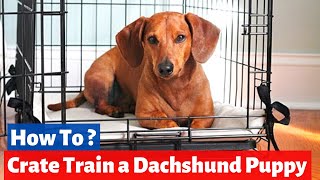 How do you Crate Train a Dachshund Puppy  Dachshund Training [upl. by Rind]