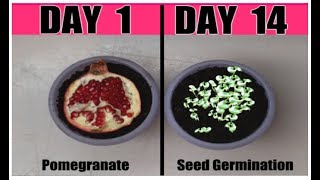 How to Grow POMEGRANATE from Seeds 2 EASY Ways [upl. by Ynnob]