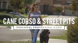 CANE CORSO amp STREET PITS AS PROTECTION DOGS [upl. by Sigismondo]