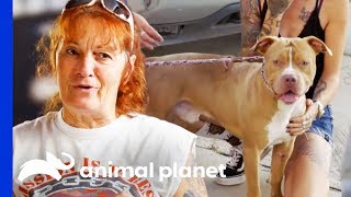 Pit Bull Hit By Car Reunited With His Owners  Pit Bulls amp Parolees [upl. by Lled]