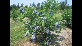 How to Plant Blueberry Bushes [upl. by Enna912]