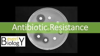 Antibiotic Resistance [upl. by Elrak]