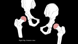 Hip joint structure and actions [upl. by Swinton]