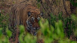 Deers Close Call with a Tiger  BBC Earth [upl. by Nylekcaj]