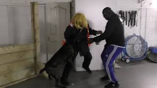 Cane Corso Protection Training Advanced Role Play Building Search cold scent and Moving Car Attack [upl. by Dean781]