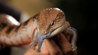 6 Cool Facts about BlueTongued Skinks  Pet Reptiles [upl. by Osbert]